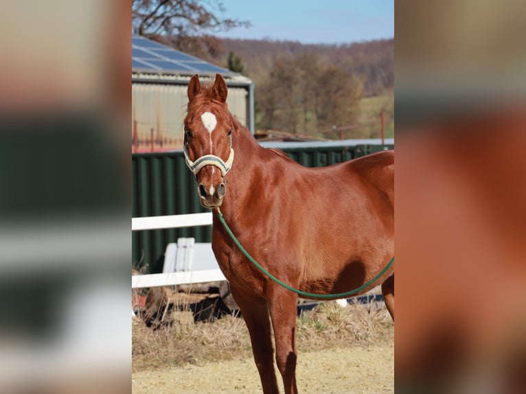 Partbred árabe Caballo castrado 10 años 155 cm Alazán in Bad Driburg