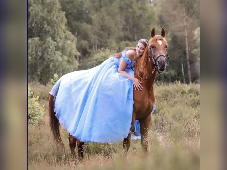 Partbred árabe Caballo castrado 10 años 155 cm Alazán in Bad Driburg