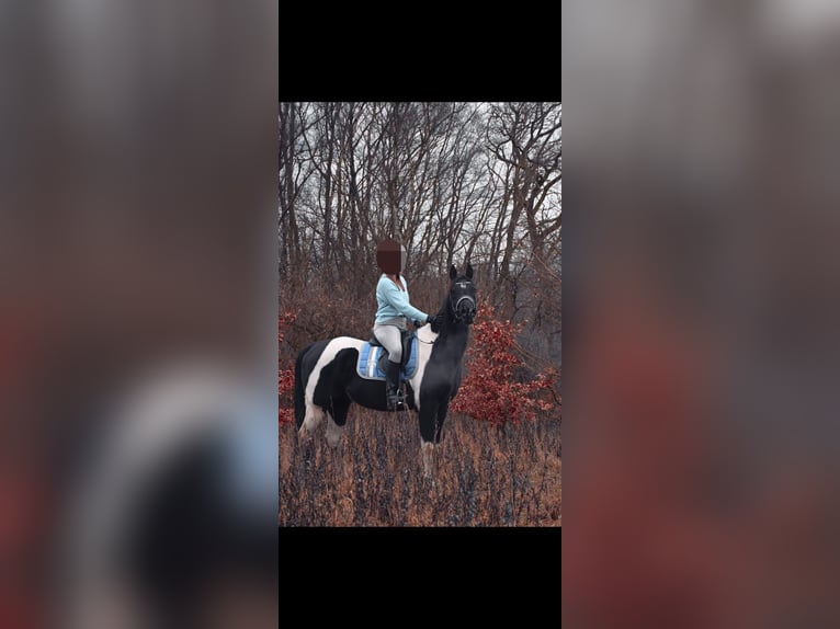 Partbred árabe Caballo castrado 10 años 162 cm Pío in Norderstedt