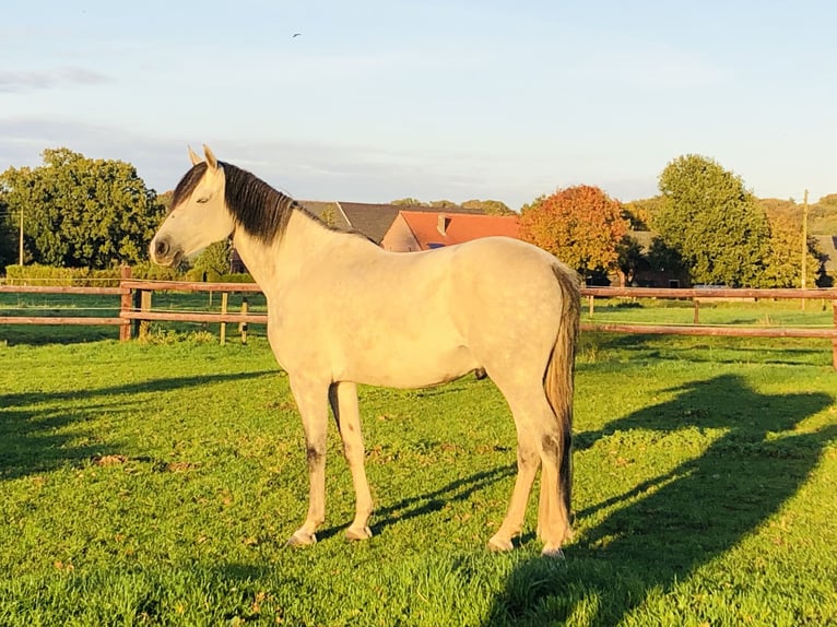 Partbred árabe Caballo castrado 11 años 155 cm Tordo in Hamminkeln