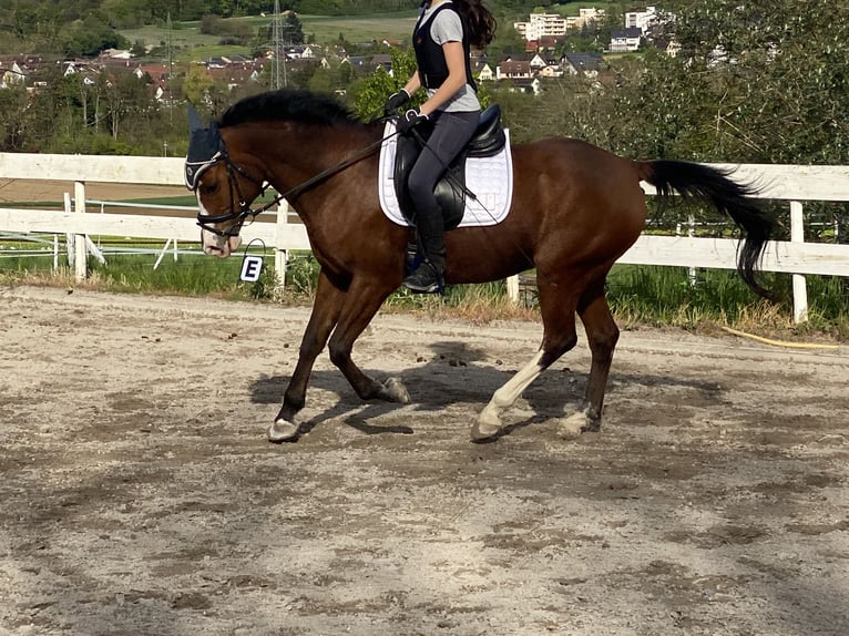 Partbred árabe Caballo castrado 12 años 154 cm Castaño in Rümmingen