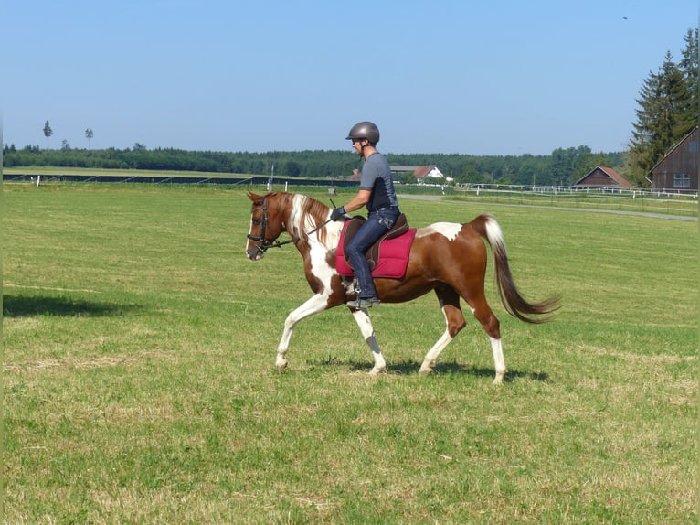 Partbred árabe Caballo castrado 12 años 157 cm Pío in Rot an der Rot
