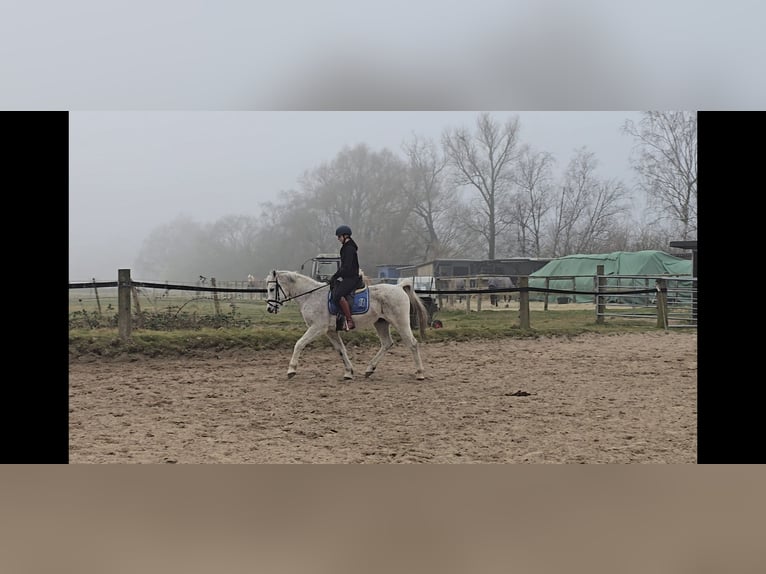 Partbred árabe Mestizo Caballo castrado 13 años 152 cm Tordo in M&#xFC;lheim an der Ruhr