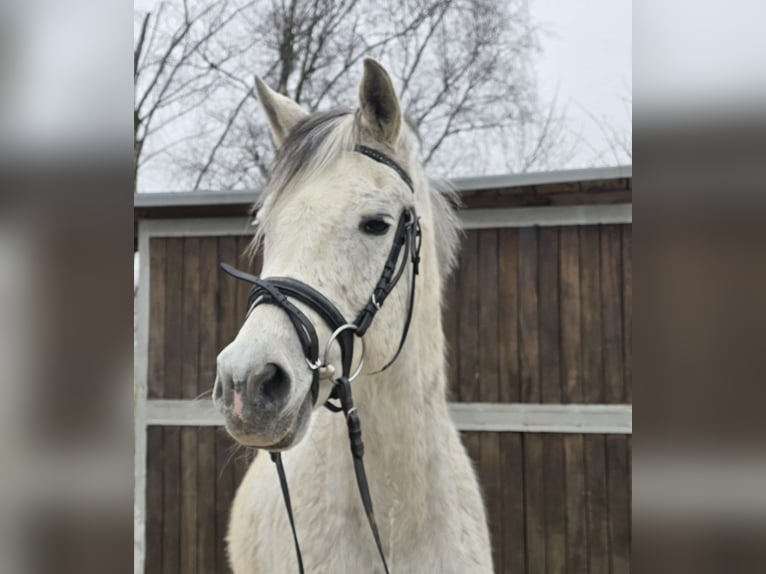 Partbred árabe Mestizo Caballo castrado 13 años 152 cm Tordo in M&#xFC;lheim an der Ruhr