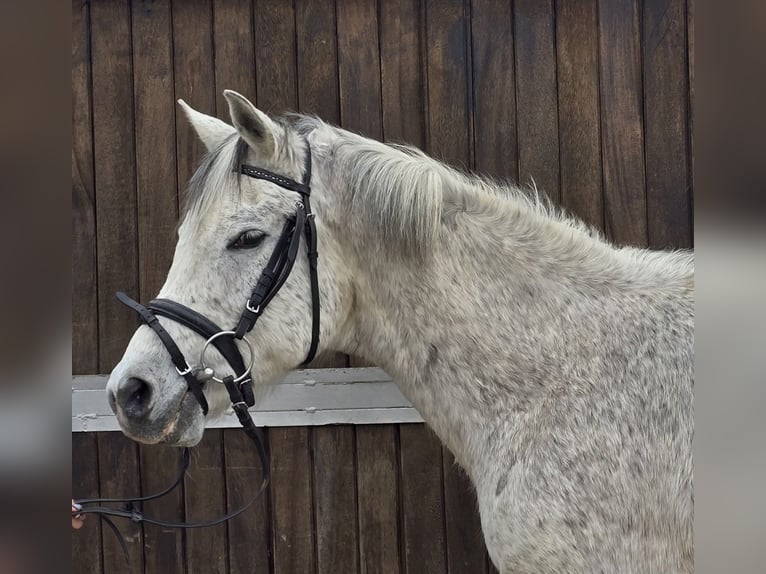 Partbred árabe Mestizo Caballo castrado 13 años 152 cm Tordo in M&#xFC;lheim an der Ruhr