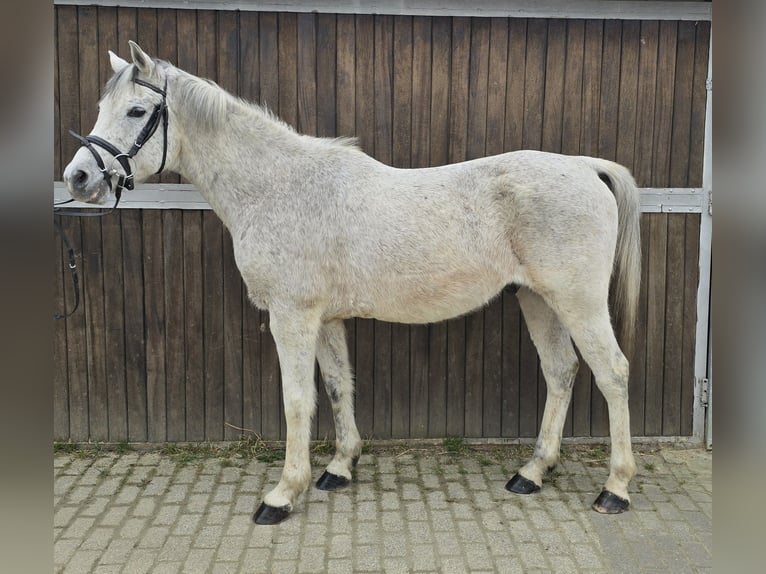 Partbred árabe Mestizo Caballo castrado 13 años 152 cm Tordo in M&#xFC;lheim an der Ruhr