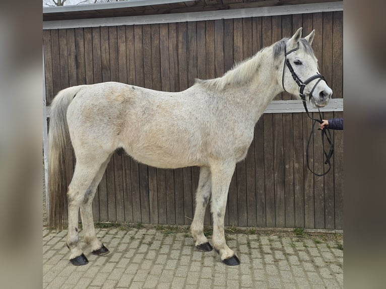 Partbred árabe Mestizo Caballo castrado 13 años 152 cm Tordo in M&#xFC;lheim an der Ruhr