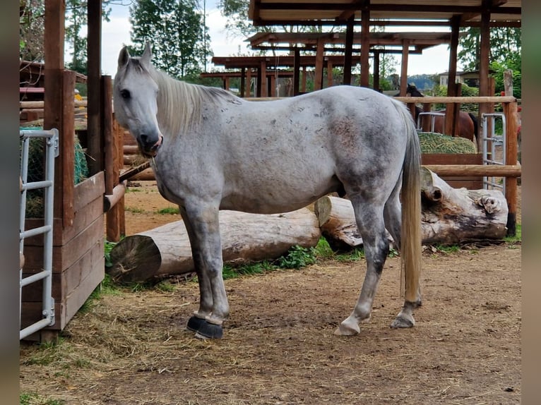Partbred árabe Caballo castrado 13 años 155 cm Tordo in Oberkrämer