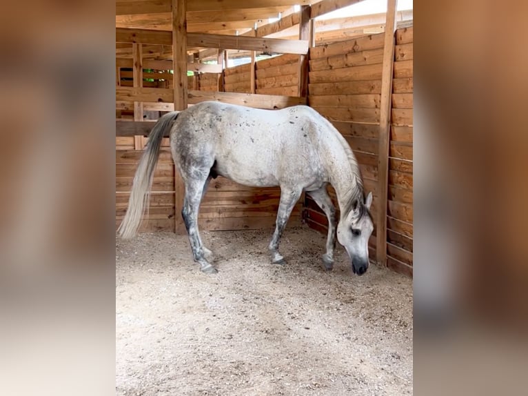 Partbred árabe Caballo castrado 13 años 155 cm Tordo in Oberkrämer