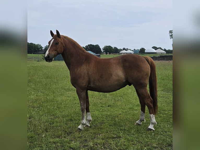 Partbred árabe Caballo castrado 13 años 157 cm Alazán in Bergen