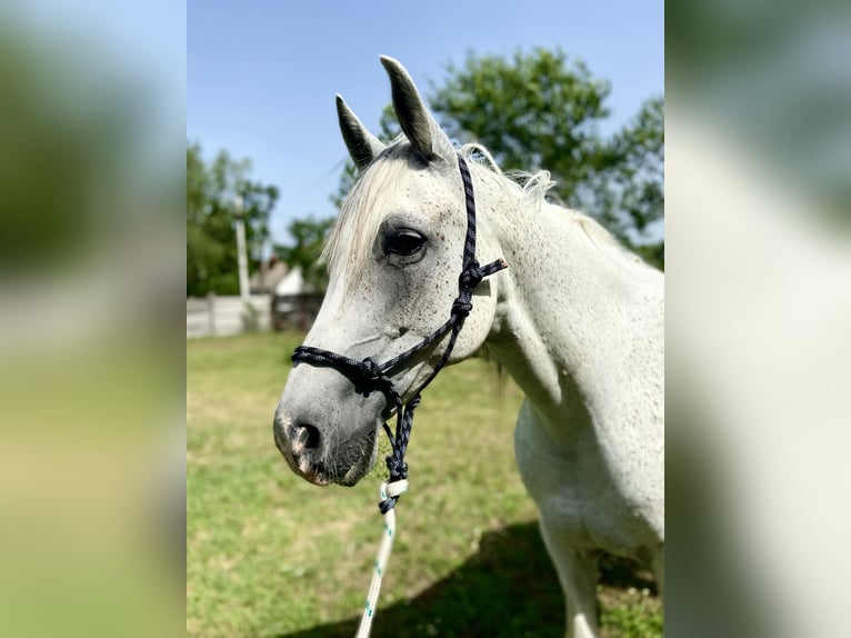 Partbred árabe Mestizo Caballo castrado 14 años 160 cm Tordo in Paks