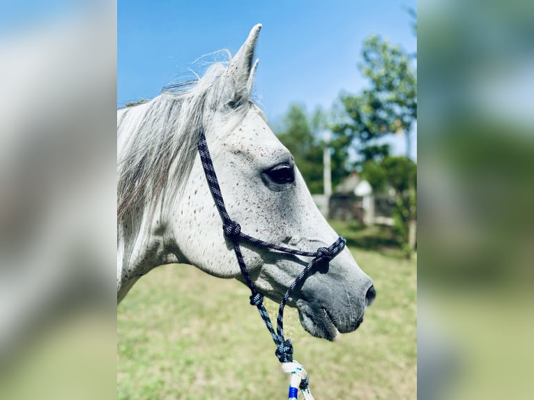 Partbred árabe Mestizo Caballo castrado 14 años 160 cm Tordo in Paks