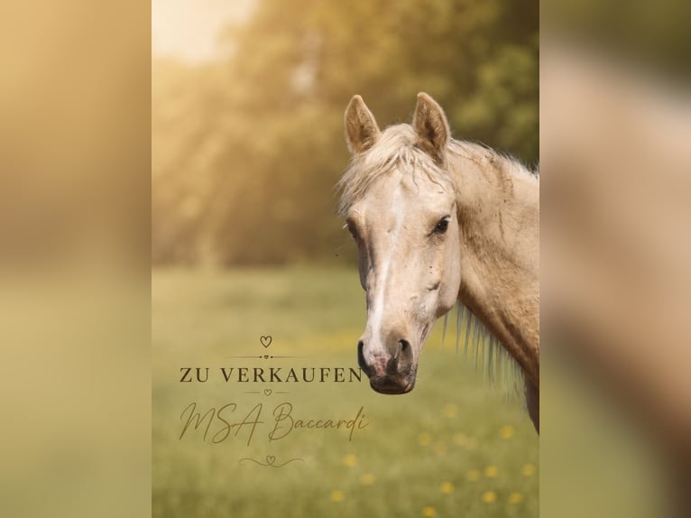 Partbred árabe Caballo castrado 2 años 152 cm Palomino in Gransee