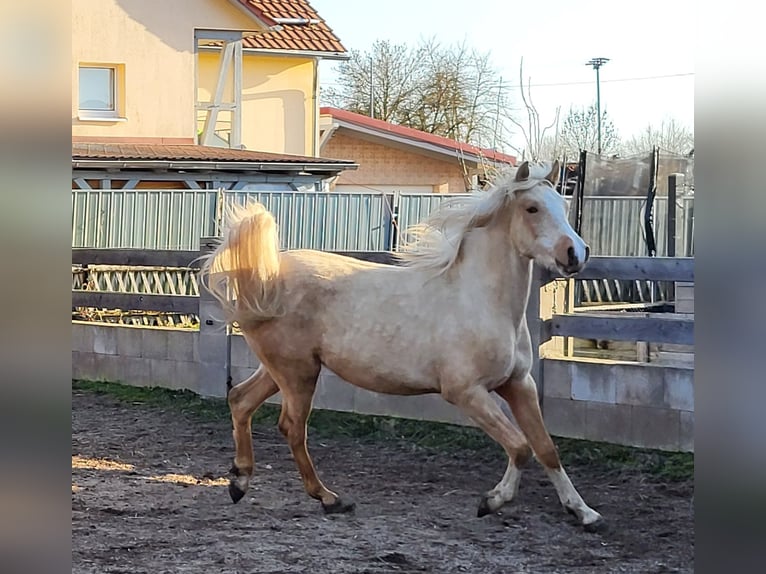 Partbred árabe Caballo castrado 2 años 154 cm Palomino in Hörselberg-Hainich, Behringen