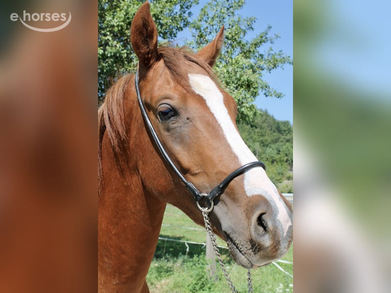 Partbred árabe Caballo castrado 2 años 155 cm Alazán in St. Paul im Lavanttal