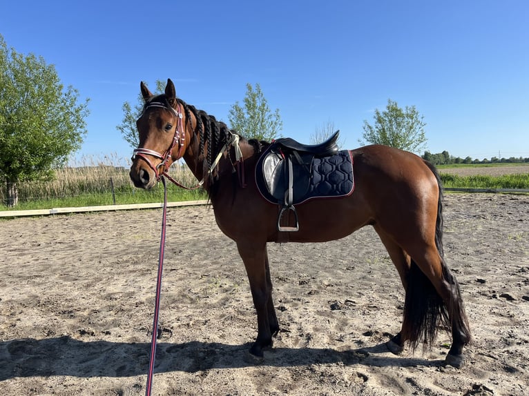 Partbred árabe Caballo castrado 3 años 152 cm Castaño in Kruiningen