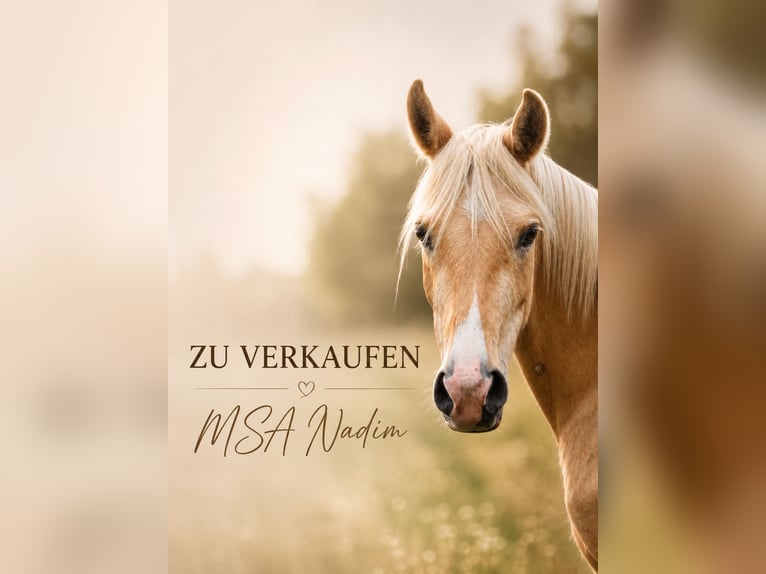 Partbred árabe Caballo castrado 3 años 154 cm Palomino in Stechlin