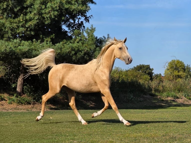 Partbred árabe Caballo castrado 3 años 158 cm Palomino in Schönwalde-Glien