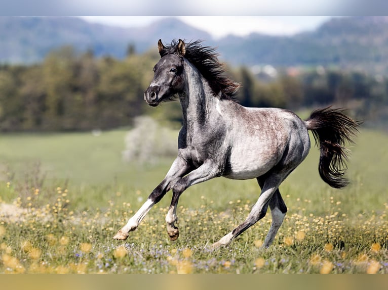 Partbred árabe Caballo castrado 4 años 140 cm Ruano azulado in Cham