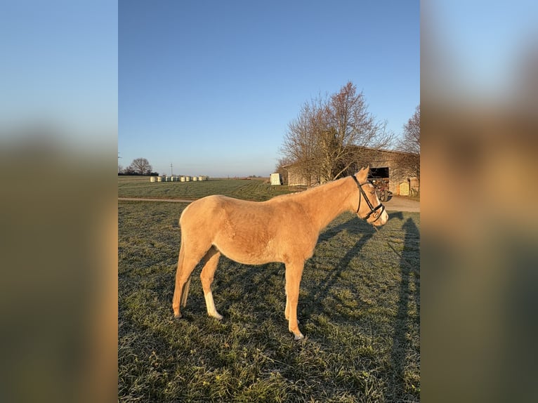 Partbred árabe Caballo castrado 4 años 152 cm in Waiblingen