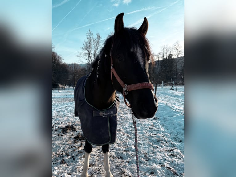 Partbred árabe Caballo castrado 4 años 155 cm Negro in Hermagor