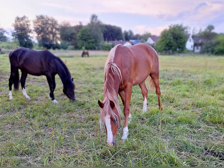 Partbred árabe Caballo castrado 4 años 156 cm Alazán in Witzenhausen