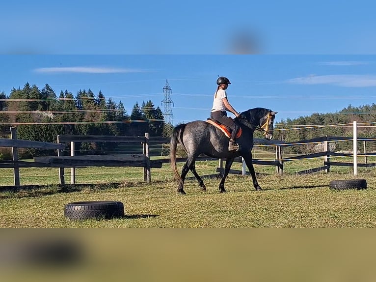 Partbred árabe Caballo castrado 5 años 146 cm Tordo in Villach