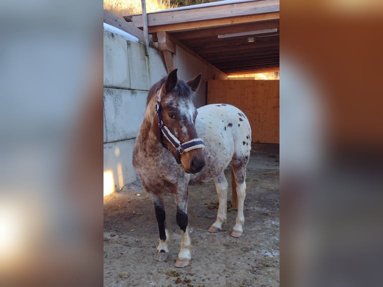 Partbred árabe Mestizo Caballo castrado 5 años 148 cm Atigrado/Moteado in Assling