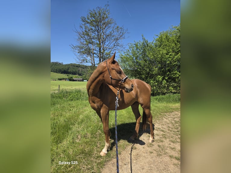Partbred árabe Caballo castrado 5 años 150 cm Alazán in Haunetal
