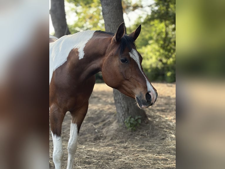 Partbred árabe Caballo castrado 5 años 150 cm Pío in Schönfließ
