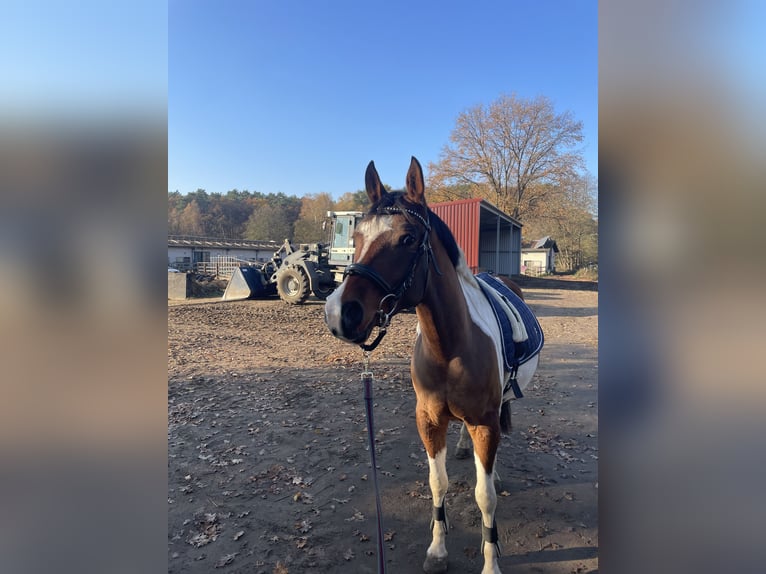 Partbred árabe Caballo castrado 5 años 150 cm Pío in Schildow