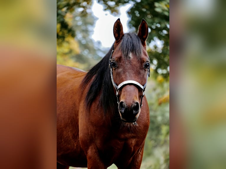 Partbred árabe Mestizo Caballo castrado 5 años 153 cm Castaño in Ulrichstein