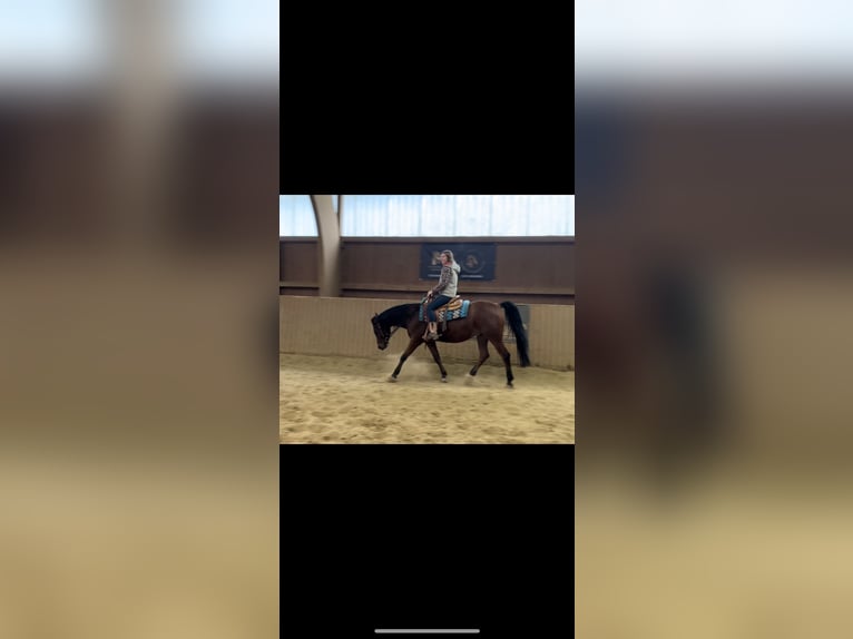 Partbred árabe Mestizo Caballo castrado 5 años 153 cm Castaño in Ulrichstein