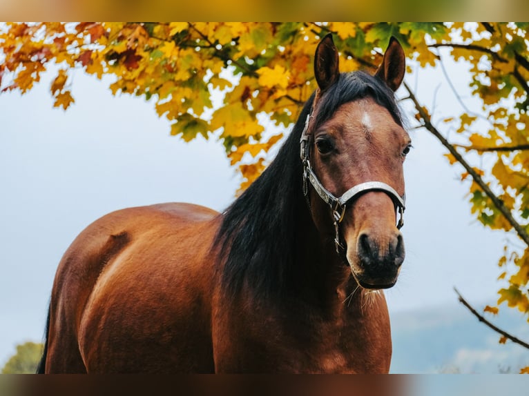 Partbred árabe Mestizo Caballo castrado 5 años 153 cm Castaño in Ulrichstein