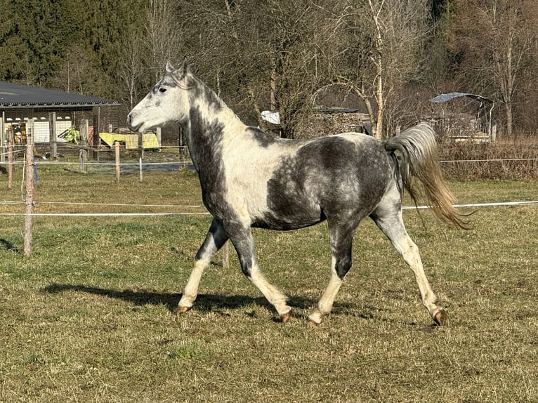 Partbred árabe Caballo castrado 5 años 154 cm Tordo in Lind im Drautal