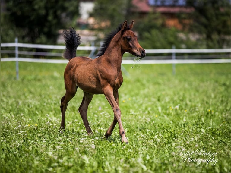 Partbred árabe Caballo castrado 5 años 155 cm Castaño in Passail