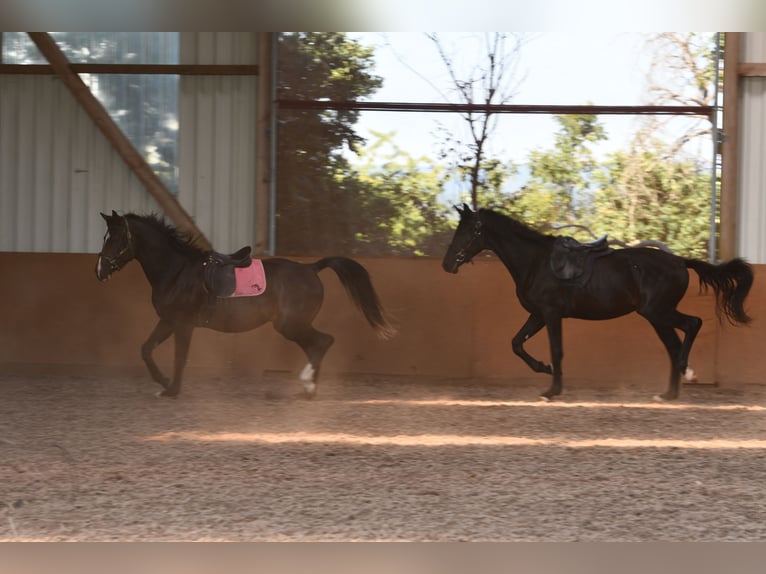 Partbred árabe Caballo castrado 5 años 160 cm Castaño oscuro in idar Oberstein /Hintertiefenbach