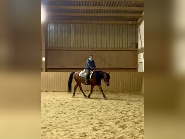 Partbred árabe Mestizo Caballo castrado 6 años 153 cm Castaño in Ulrichstein