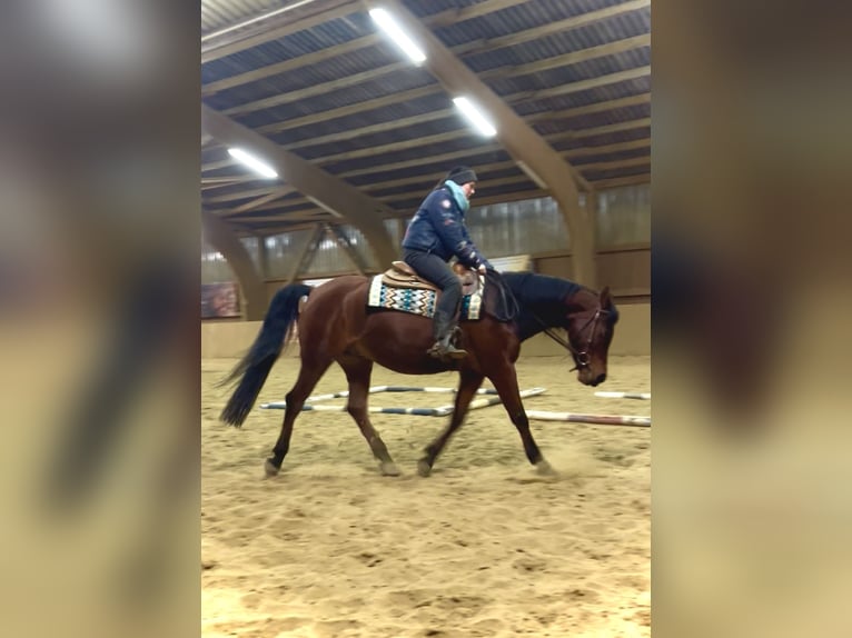 Partbred árabe Mestizo Caballo castrado 6 años 153 cm Castaño in Ulrichstein