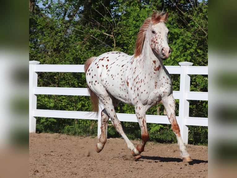 Partbred árabe Caballo castrado 6 años 155 cm Atigrado/Moteado in Oberlangen