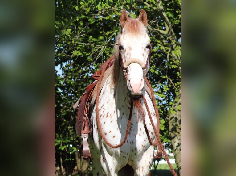 Partbred árabe Caballo castrado 6 años 155 cm Atigrado/Moteado in Oberlangen