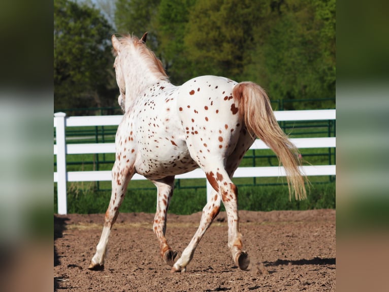 Partbred árabe Caballo castrado 6 años 155 cm Atigrado/Moteado in Oberlangen