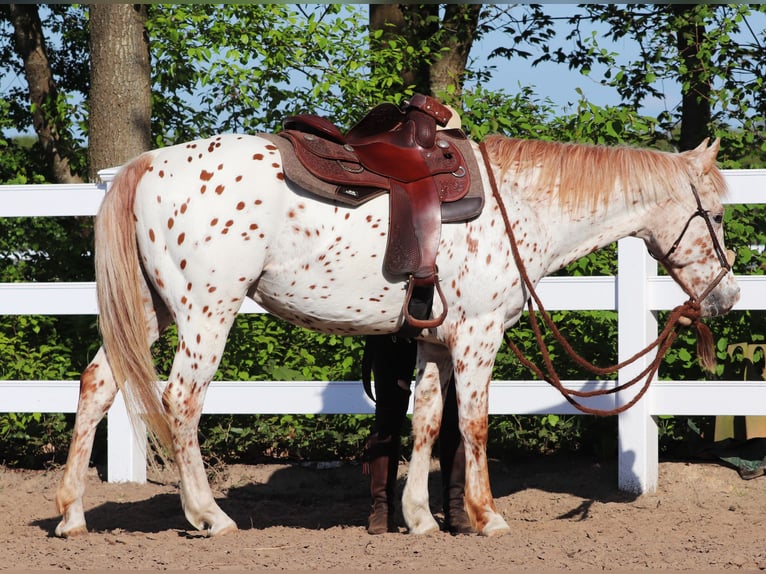 Partbred árabe Caballo castrado 6 años 155 cm Atigrado/Moteado in Oberlangen