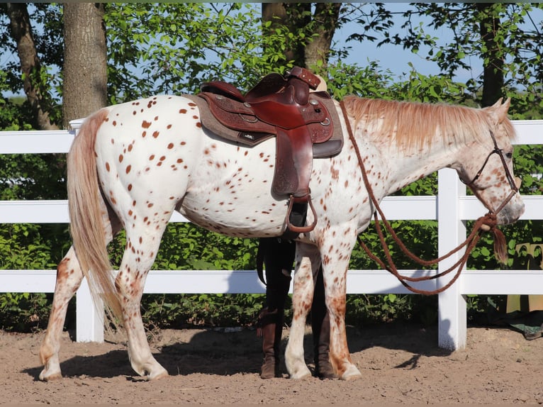 Partbred árabe Caballo castrado 6 años 155 cm Atigrado/Moteado in Oberlangen
