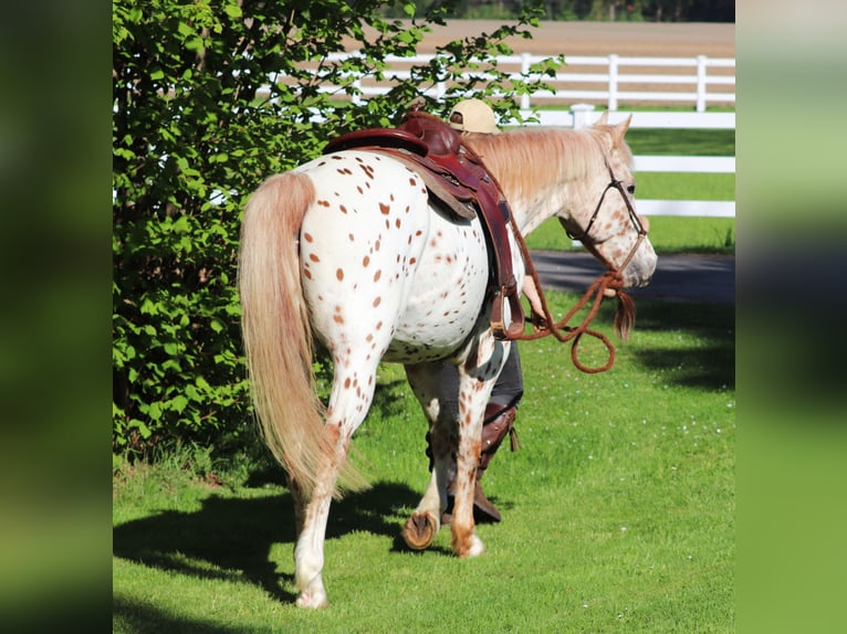 Partbred árabe Caballo castrado 6 años 155 cm Atigrado/Moteado in Oberlangen