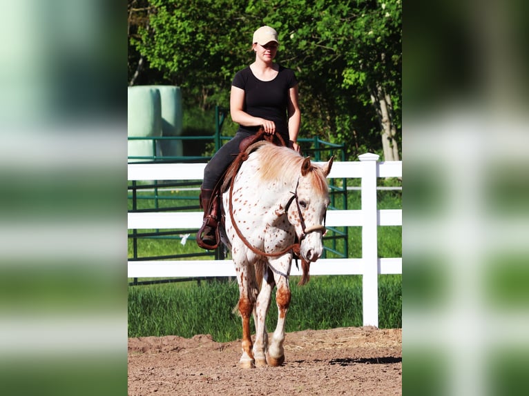 Partbred árabe Caballo castrado 6 años 155 cm Atigrado/Moteado in Oberlangen