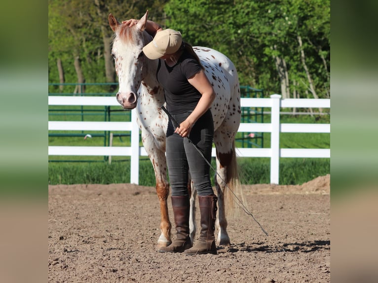 Partbred árabe Caballo castrado 6 años 155 cm Atigrado/Moteado in Oberlangen