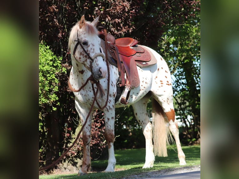 Partbred árabe Caballo castrado 6 años 155 cm Atigrado/Moteado in Oberlangen