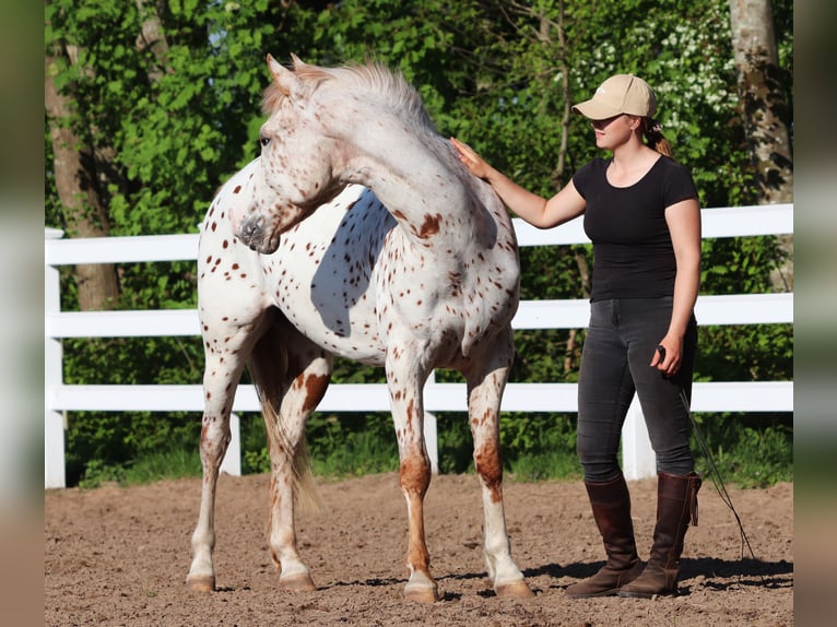 Partbred árabe Caballo castrado 6 años 155 cm Atigrado/Moteado in Oberlangen