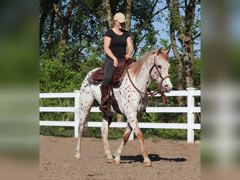 Partbred árabe Caballo castrado 6 años 155 cm Atigrado/Moteado in Oberlangen